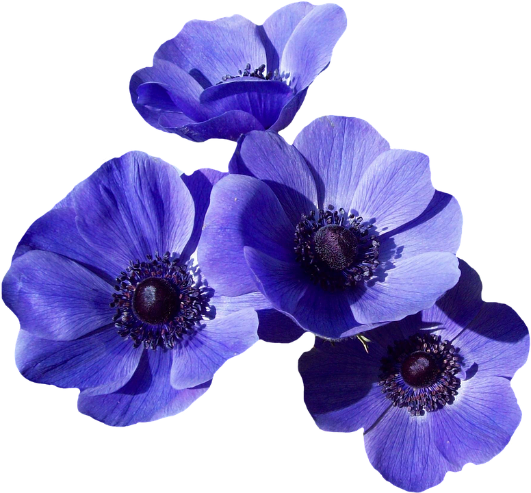 Vibrant Blue Anemone Blossoms