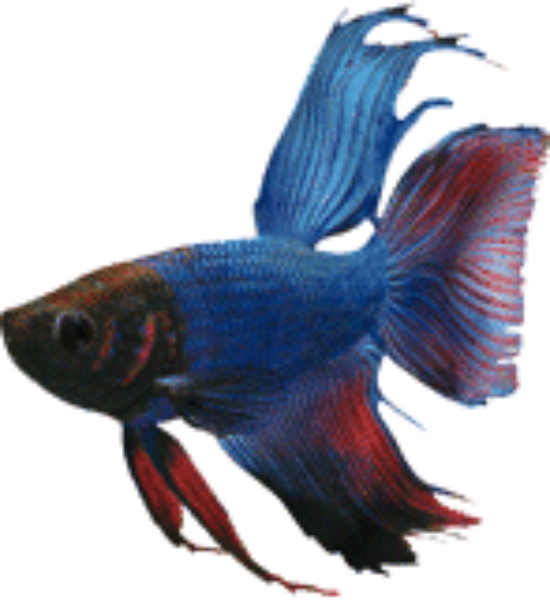 Vibrant_ Blue_ Betta_ Fish.png