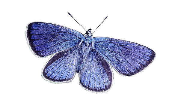 Vibrant_ Blue_ Butterfly_ Black_ Background.jpg