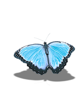 Vibrant Blue Butterfly Black Background