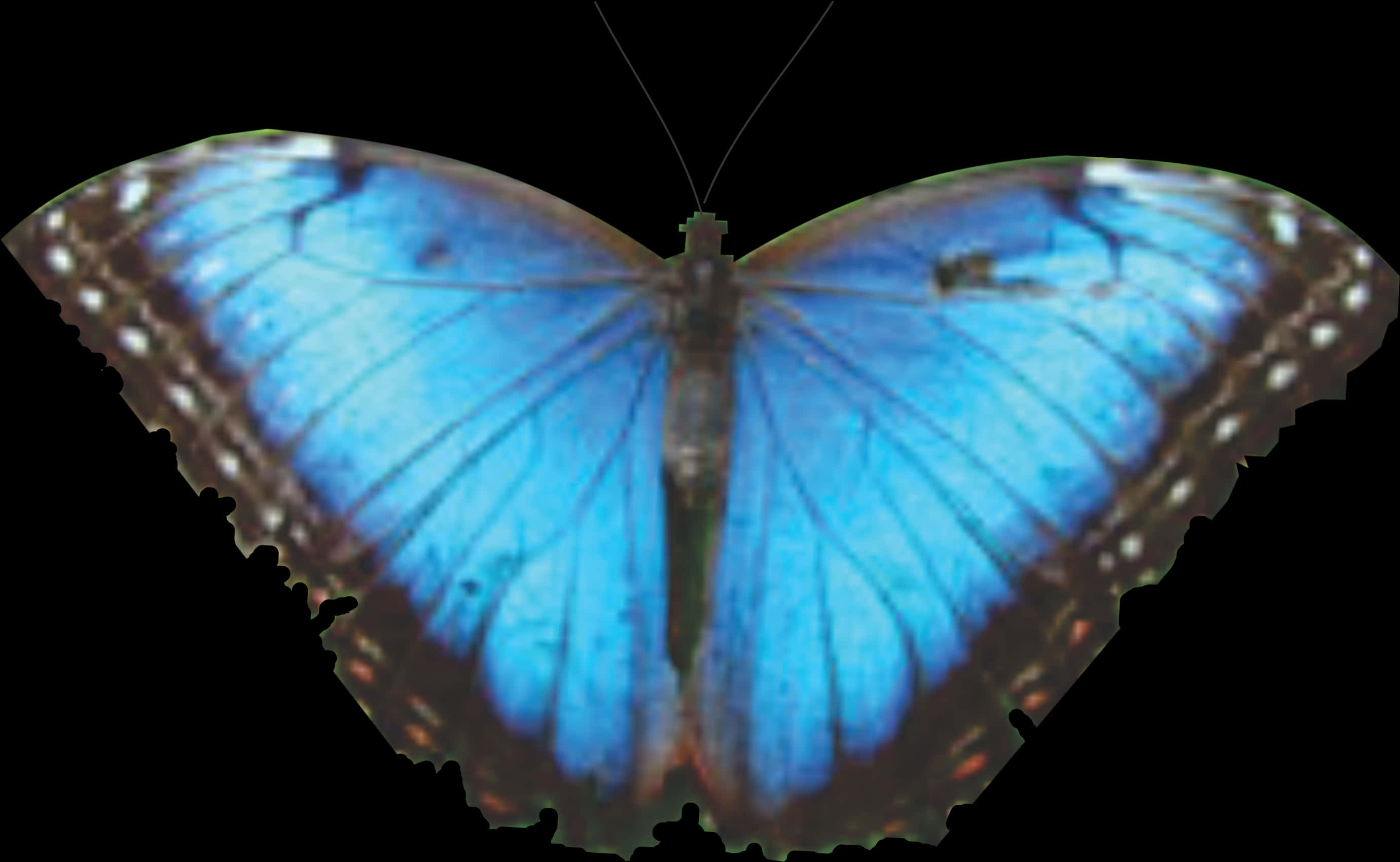 Vibrant Blue Butterfly Spread Wings