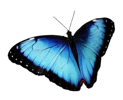 Vibrant Blue Butterflyon Black Background