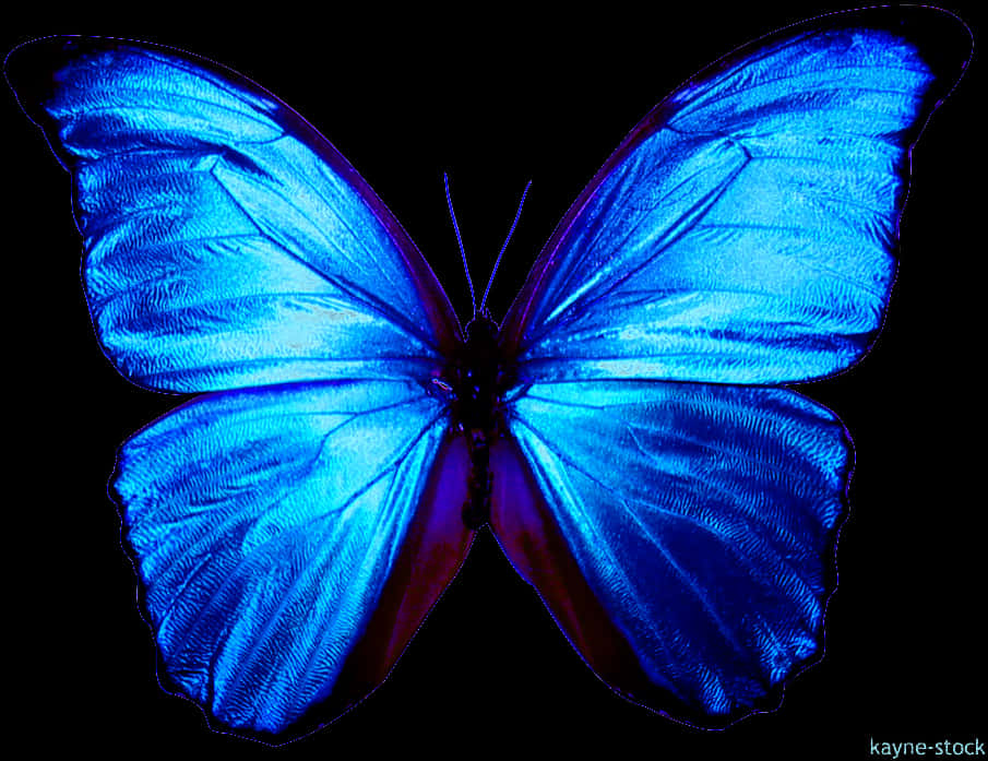 Vibrant Blue Butterflyon Black Background