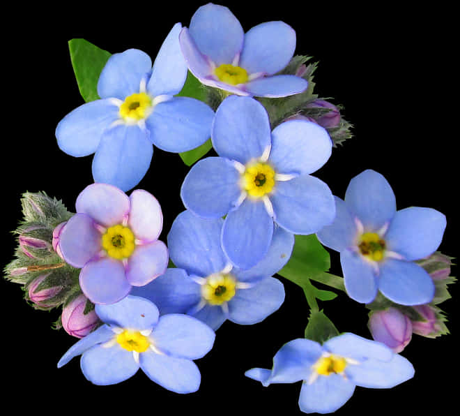 Vibrant Blue Forget Me Nots