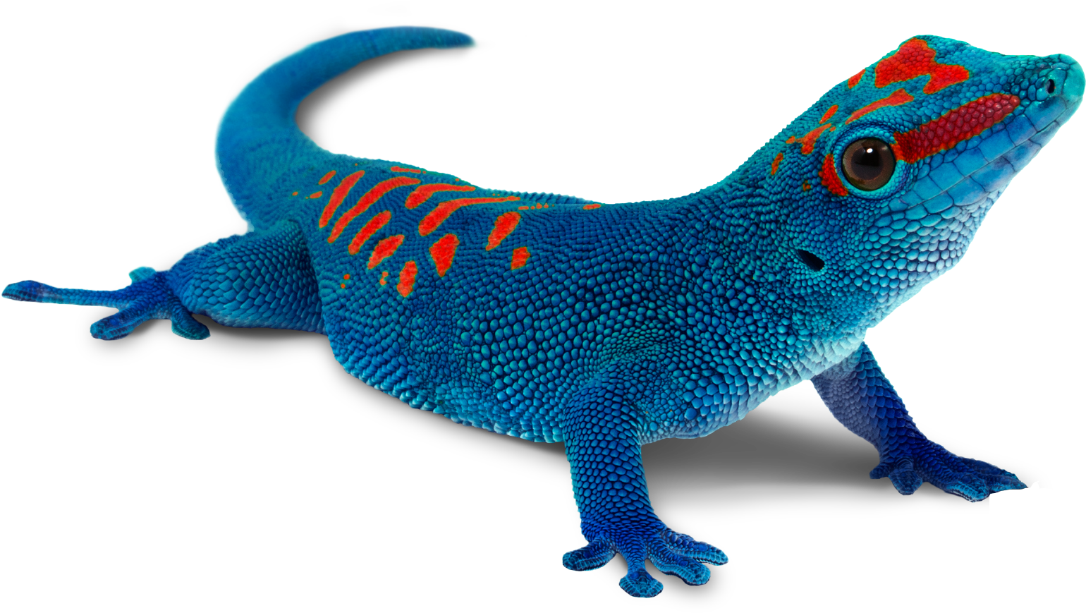 Vibrant Blue Gecko