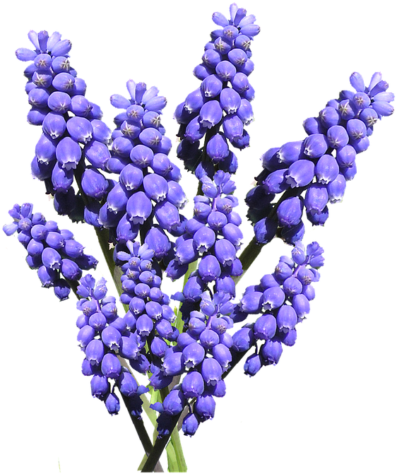 Vibrant Blue Hyacinth Cluster.png