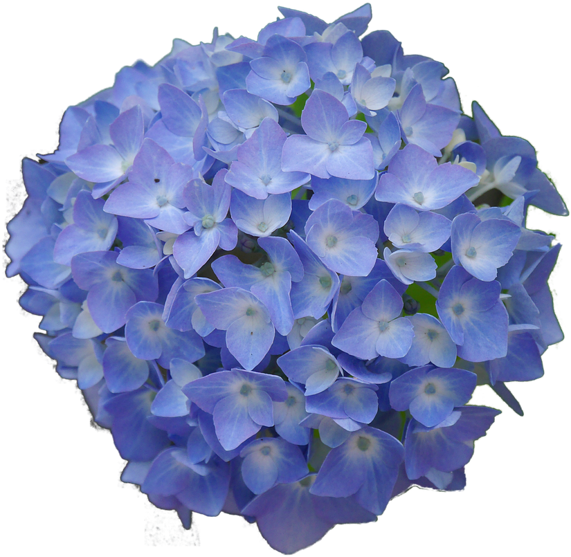 Vibrant Blue Hydrangea Bloom