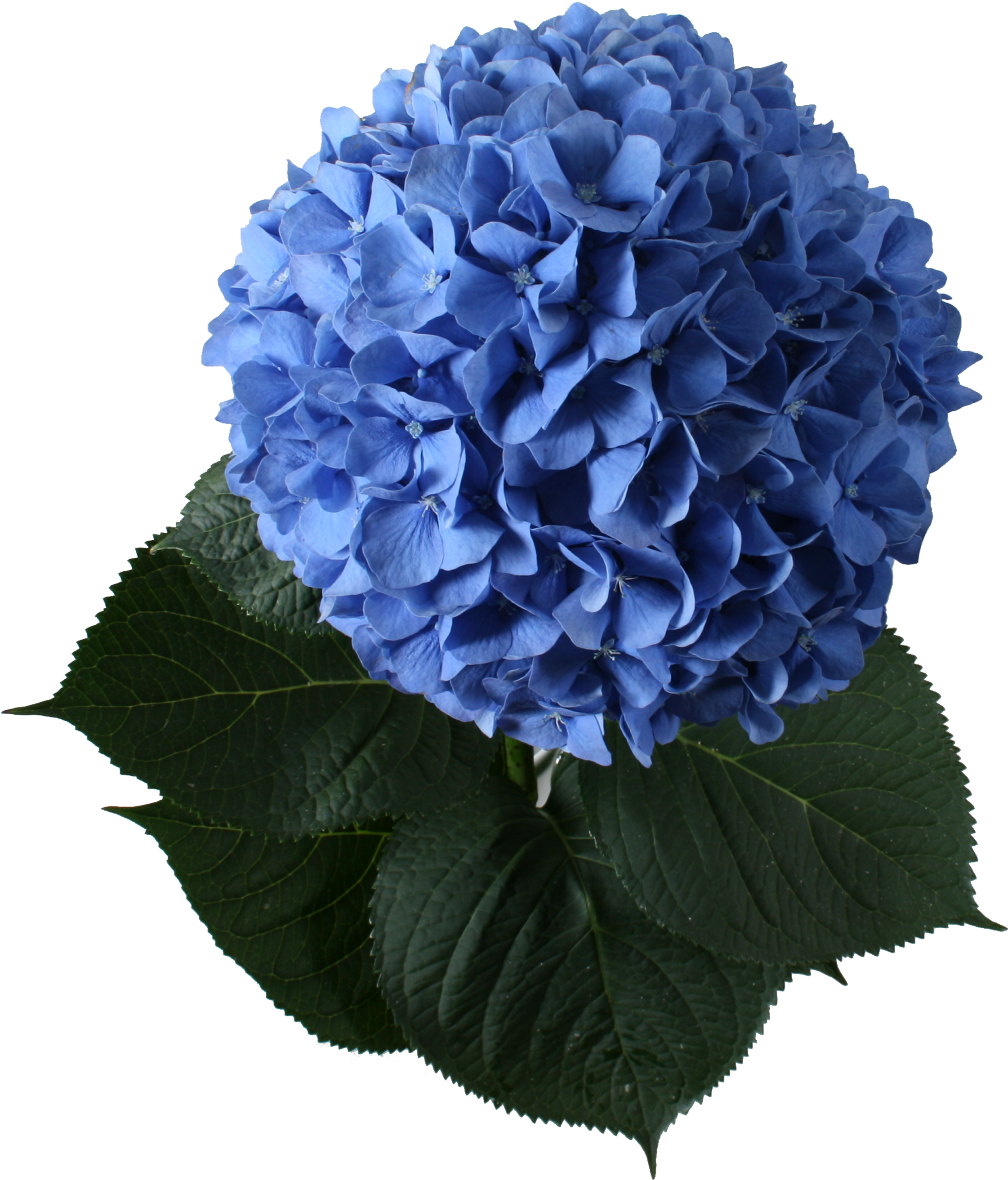 Vibrant Blue Hydrangea Bloom