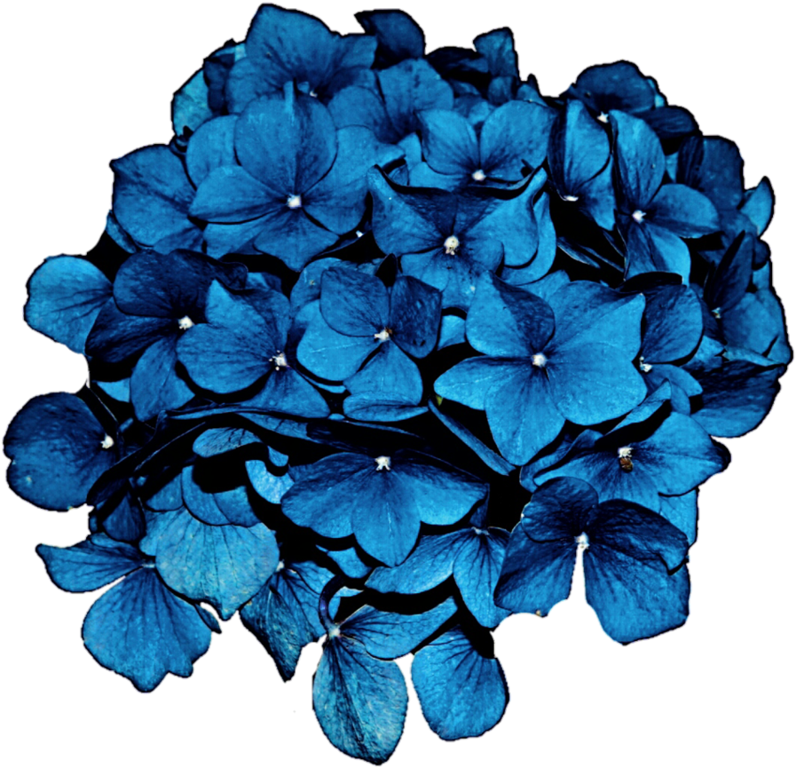 Vibrant_ Blue_ Hydrangea_ Bloom