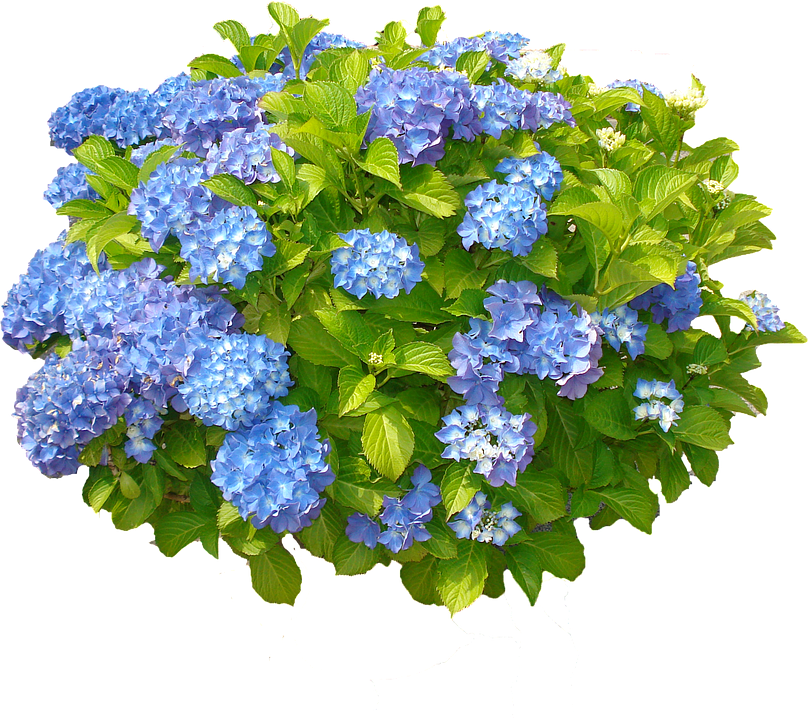 Vibrant Blue Hydrangea Cluster.png