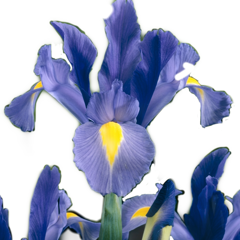Vibrant Blue Iris Flower