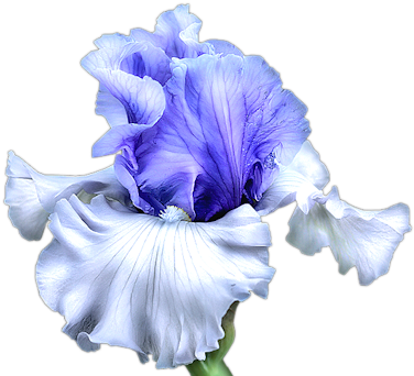 Vibrant_ Blue_ Iris_ Flower_ Artwork.png