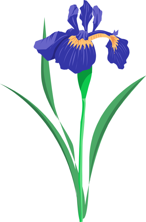 Vibrant Blue Iris Flower Illustration