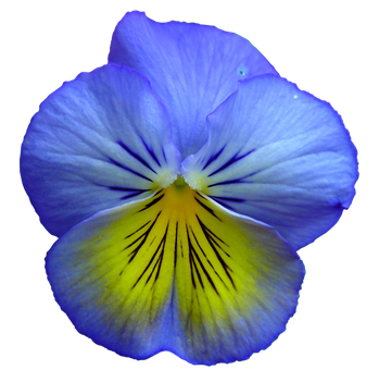 Vibrant Blue Pansy Flower