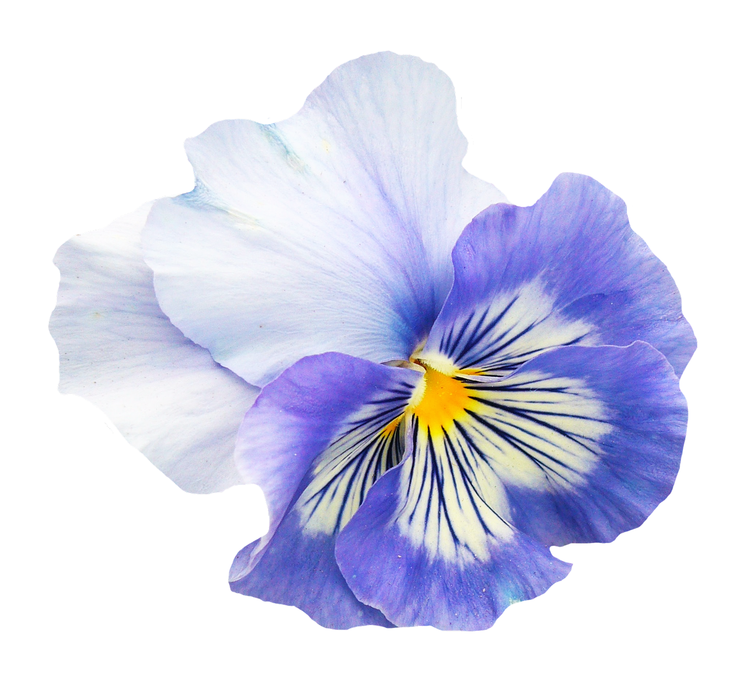 Vibrant Blue Pansy Flower.png