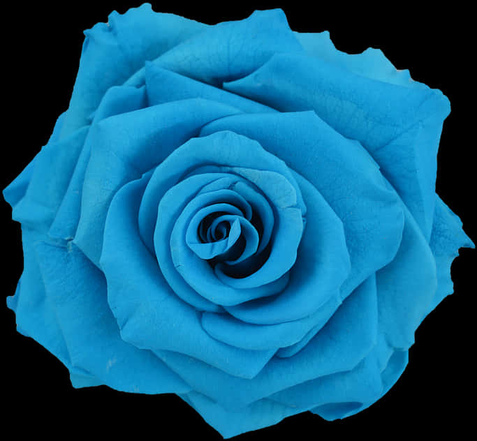 Vibrant Blue Rose Black Background.jpg