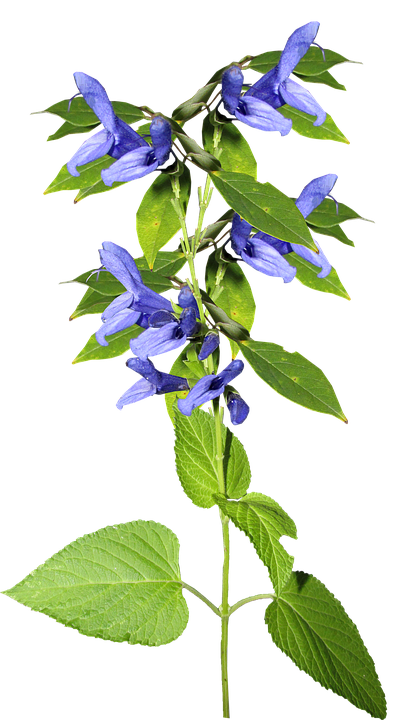 Vibrant_ Blue_ Salvia_ Flower