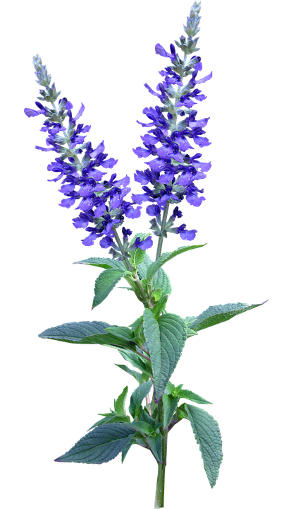 Vibrant Blue Salvia Flowers