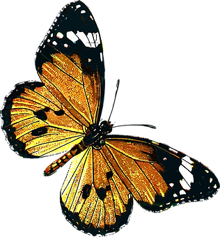 Vibrant Butterfly Artwork