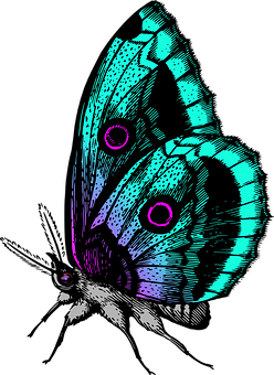 Vibrant Butterfly Illustration