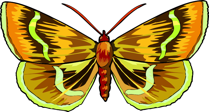 Vibrant Butterfly Illustration