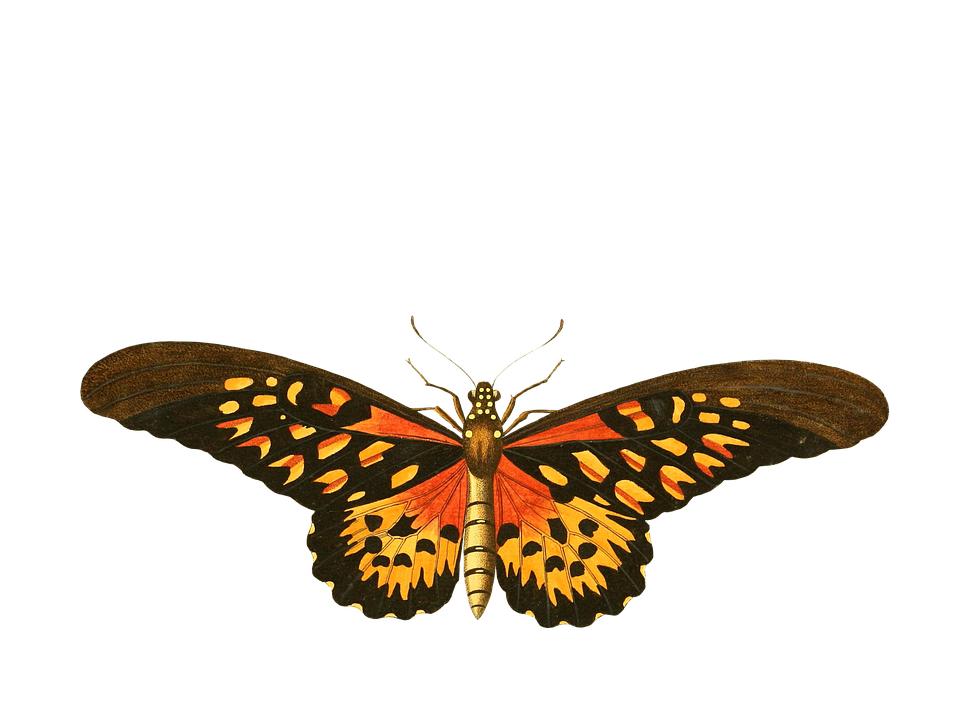 Vibrant Butterfly Illustration