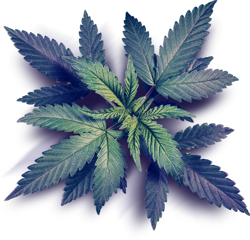 Vibrant Cannabis Leaf Graphic