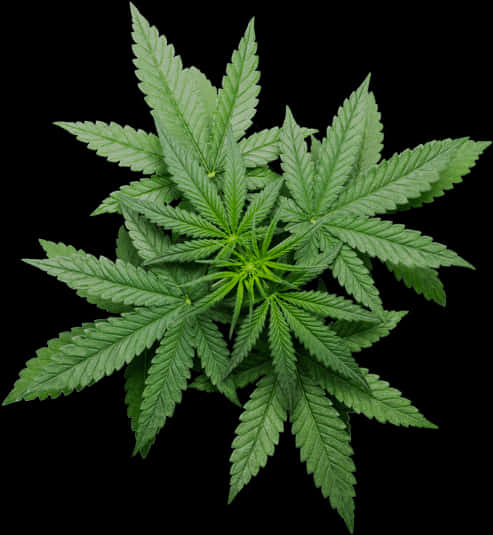 Vibrant Cannabis Leafon Black Background.jpg