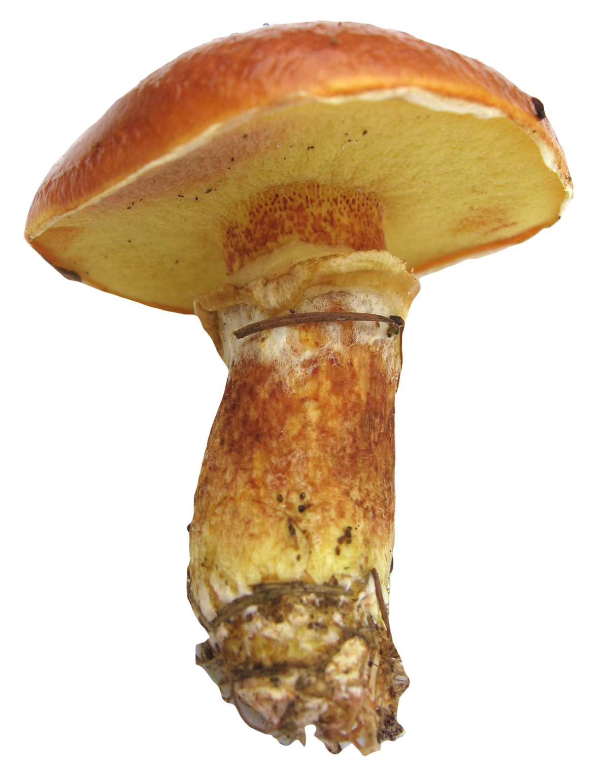 Vibrant Capped Mushroom