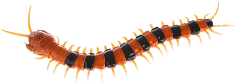 Vibrant Centipede Isolated Background