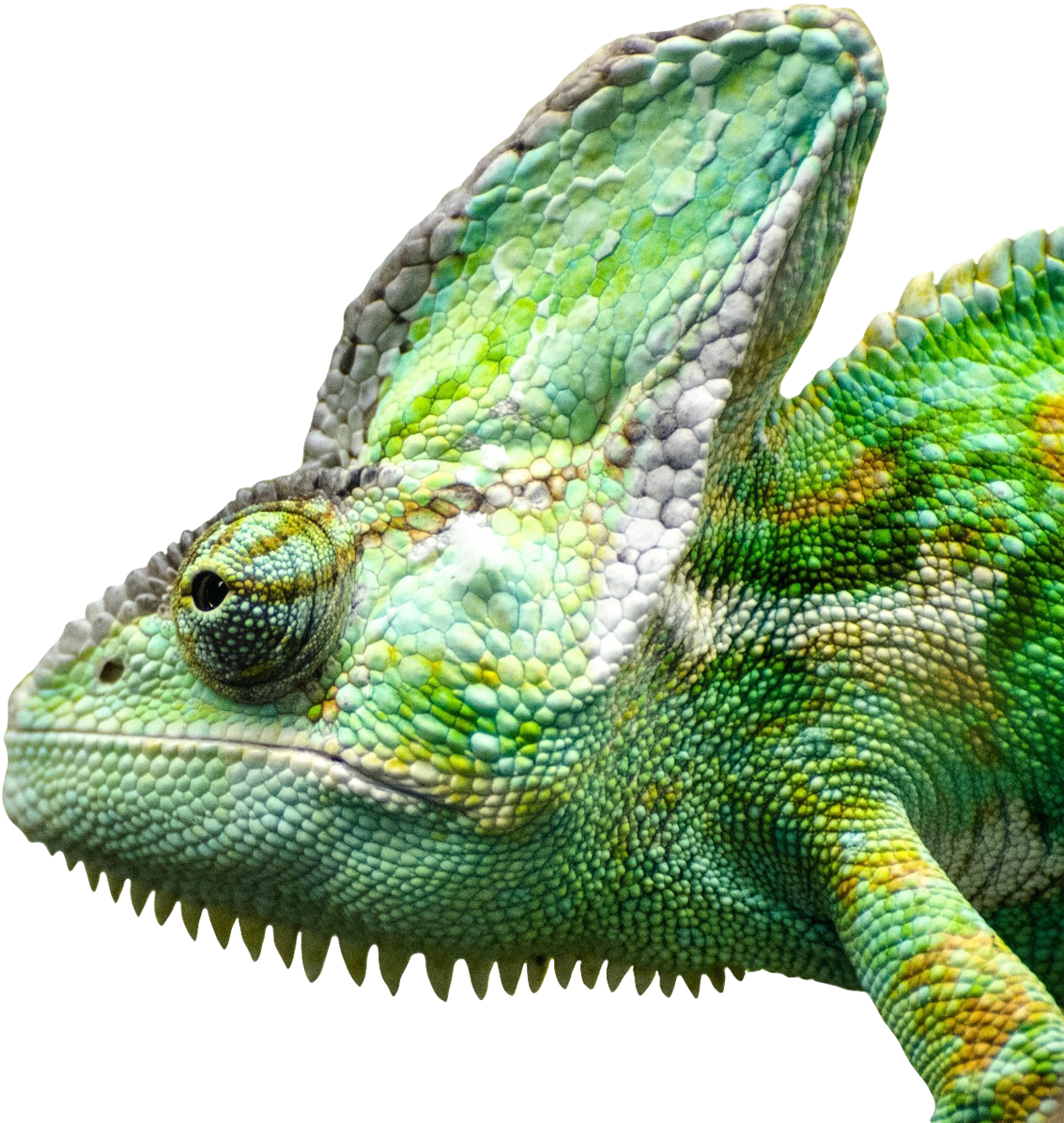 Vibrant Chameleon Close Up.png