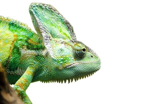 Vibrant Chameleon Profile