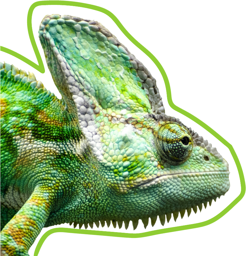 Vibrant Chameleon Profile