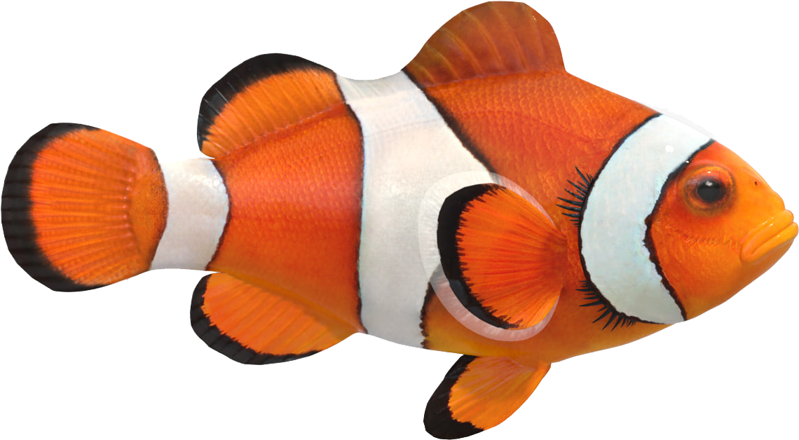 Vibrant Clownfish Isolated