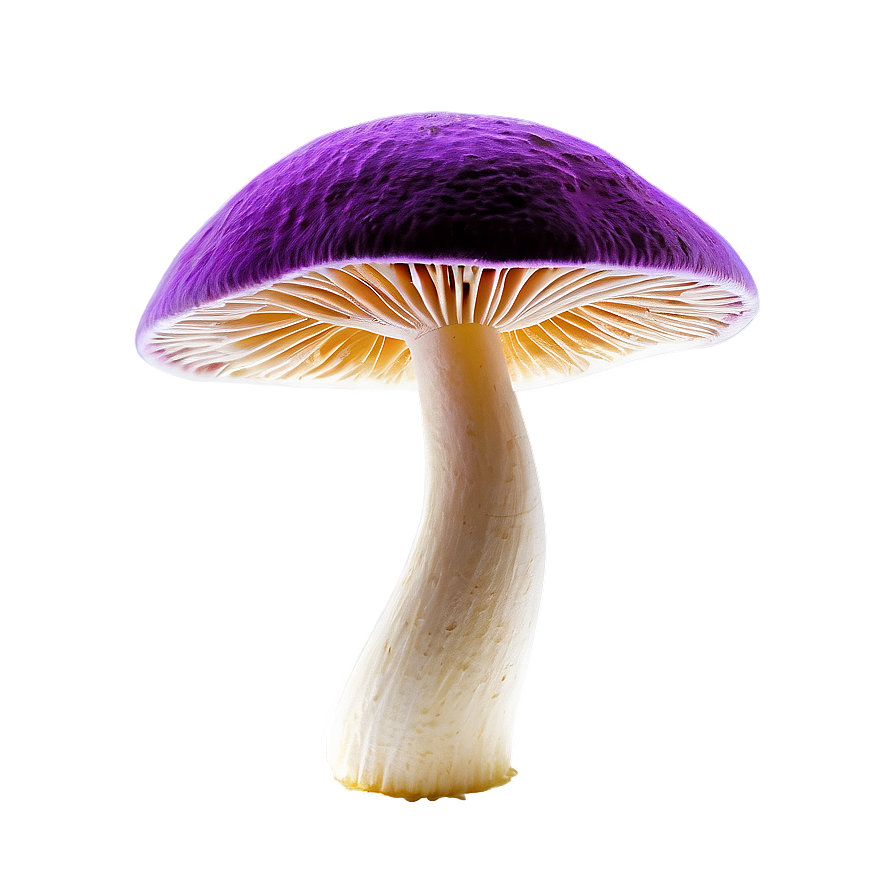 Vibrant Colors Fungi Png Wfl13