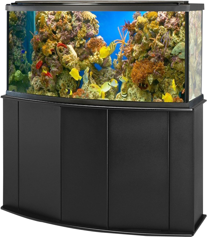 Vibrant Corner Aquarium Setup