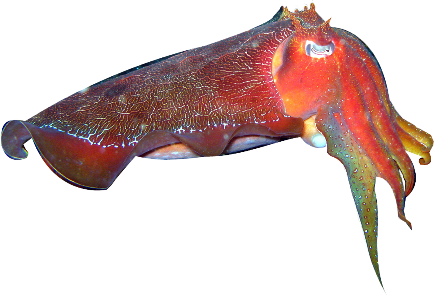 Vibrant Cuttlefish Swimming.png