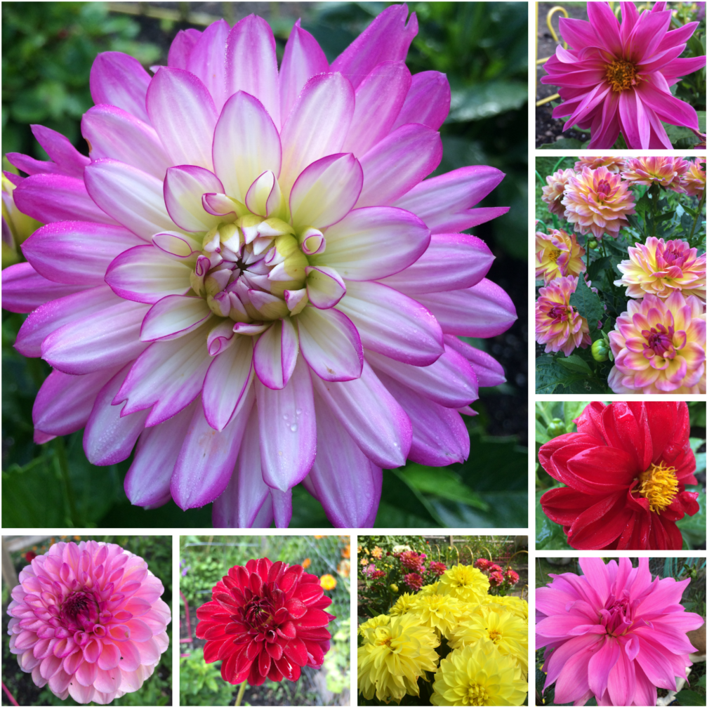 Vibrant Dahlia Collection