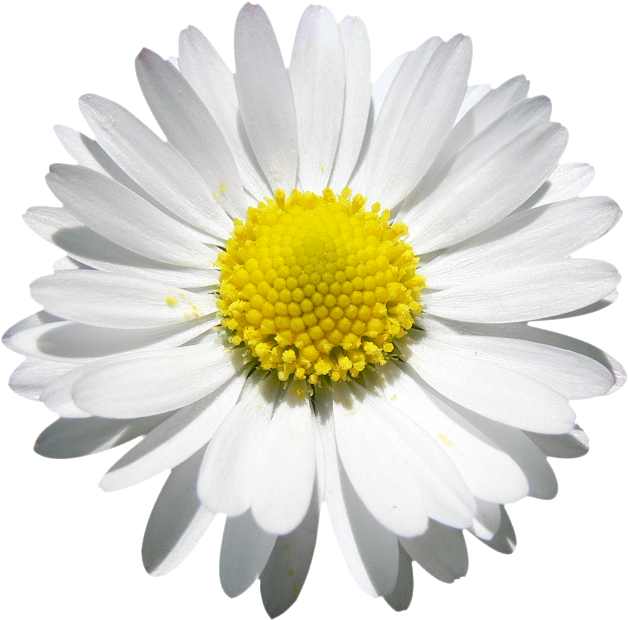 Vibrant Daisy Closeup.png