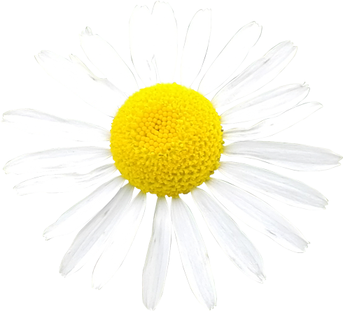 Vibrant Daisy Isolated.png