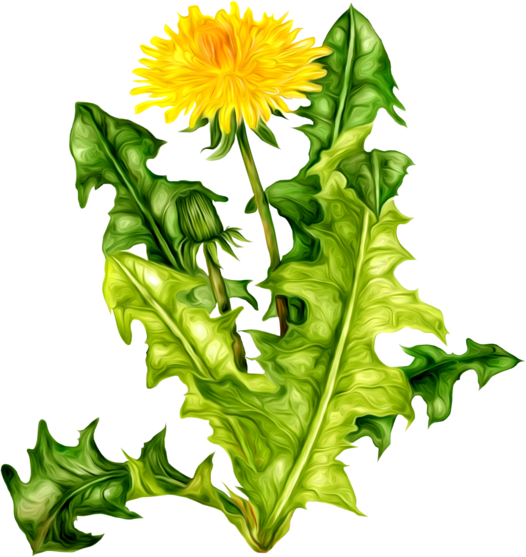 Vibrant Dandelion Flowerand Leaves.png