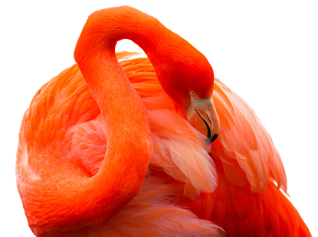 Vibrant_ Flamingo_ Curvature