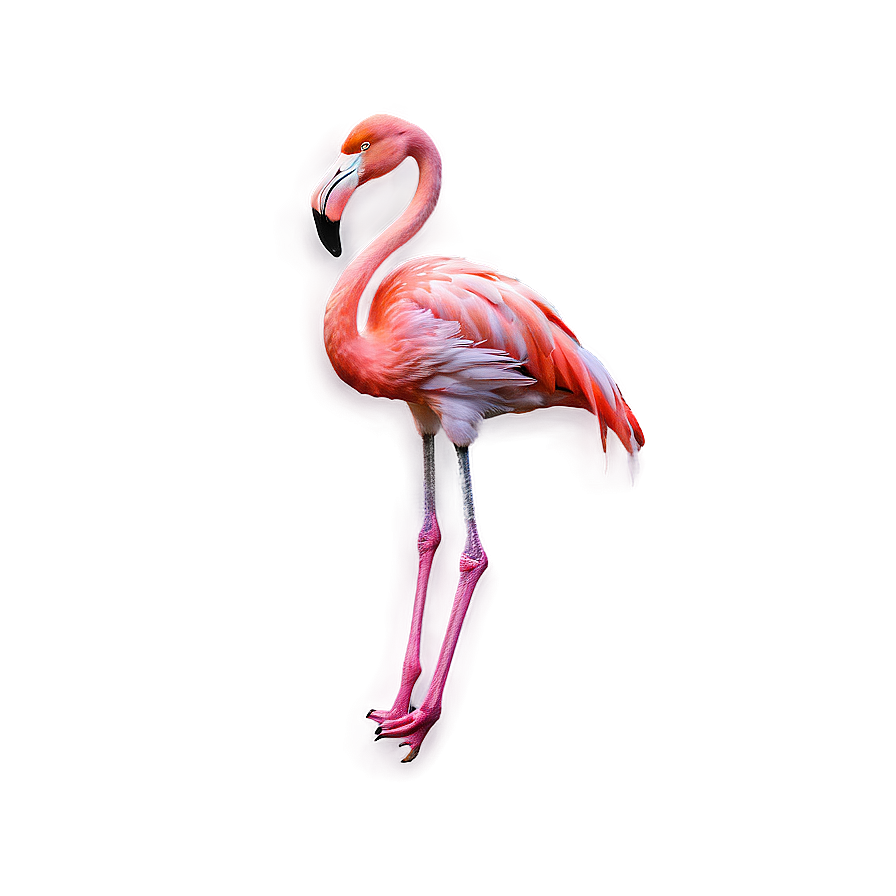 Vibrant Flamingo Print Png 95