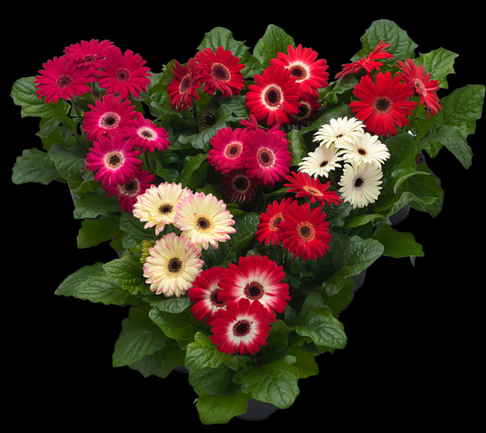 Vibrant Gerbera Daisies Top View