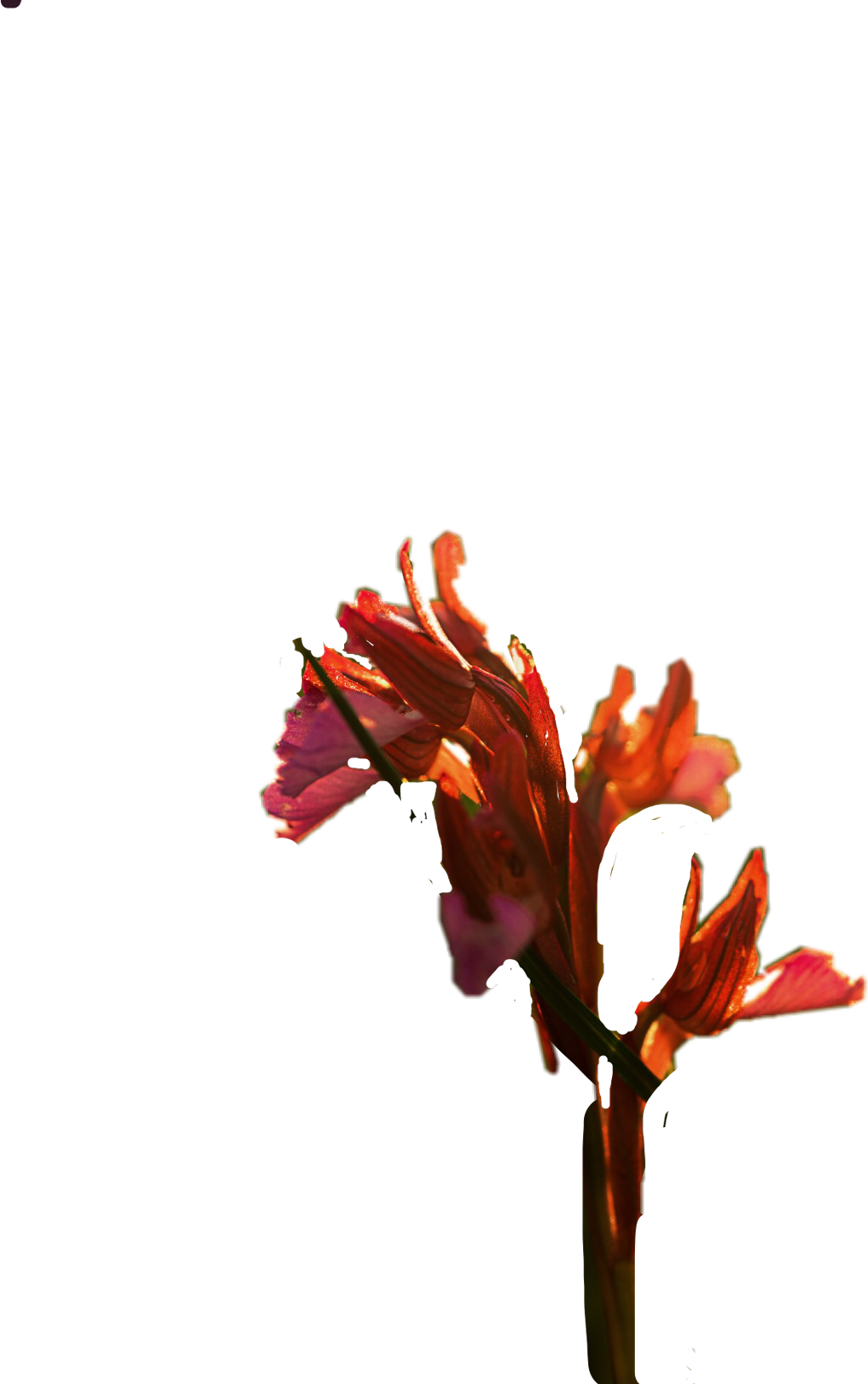 Vibrant Gladiolus Flower Against Teal Background