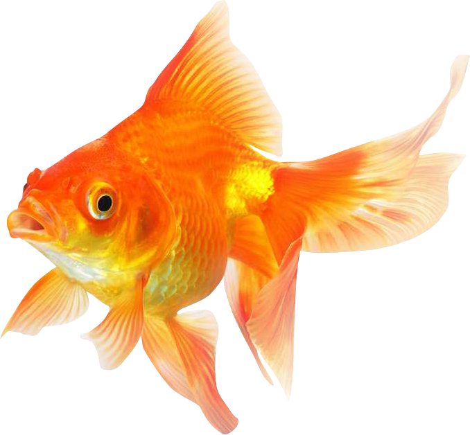 Vibrant Goldfish Isolated.png