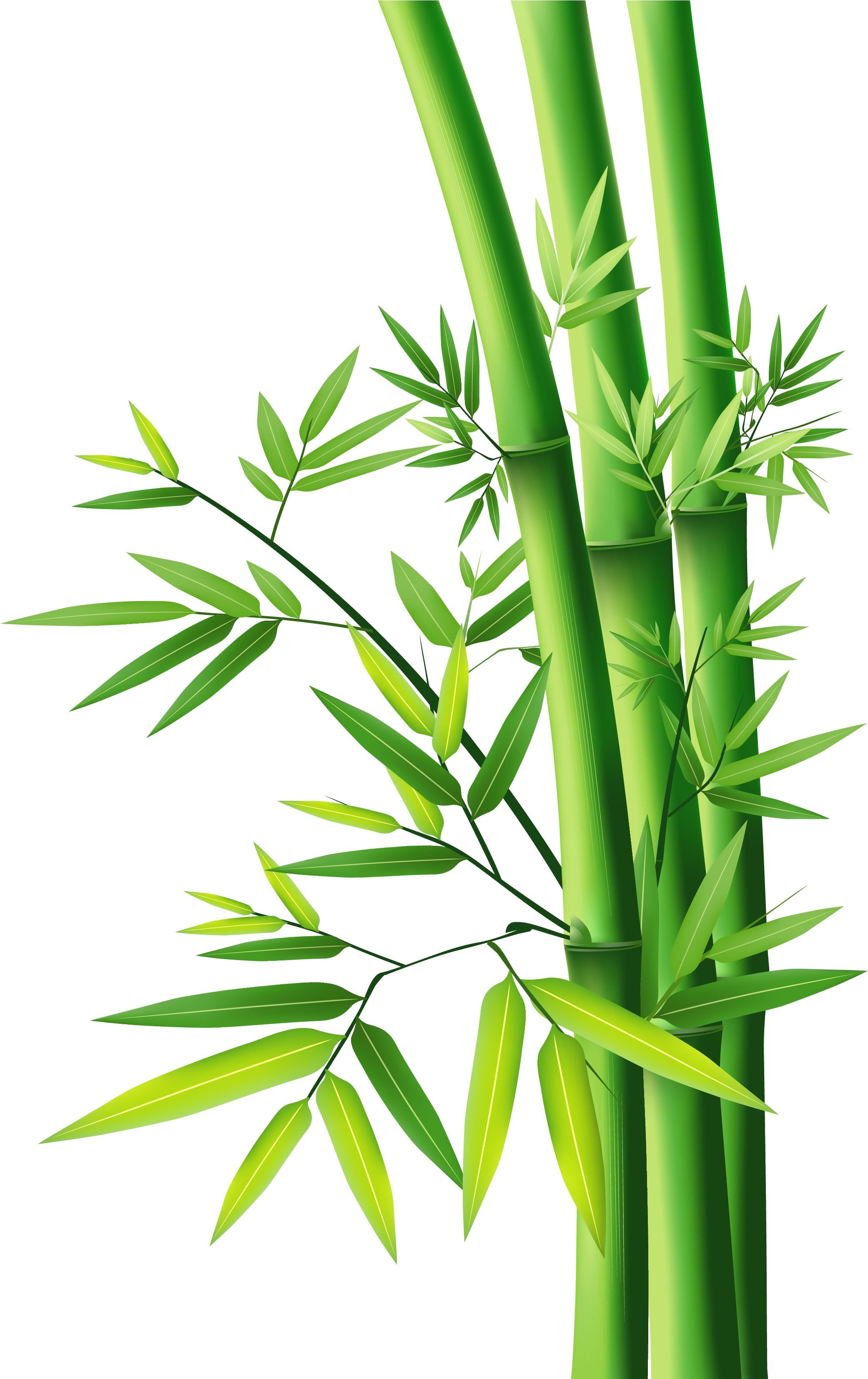 Vibrant Green Bamboo Stalks