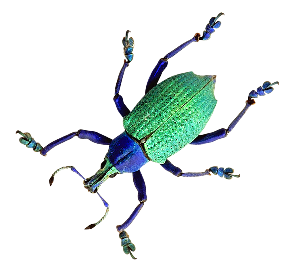 Vibrant Green Beetleon Blue