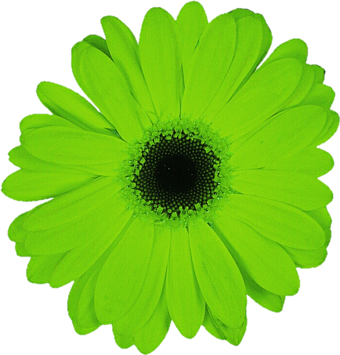 Vibrant Green Daisy Flower