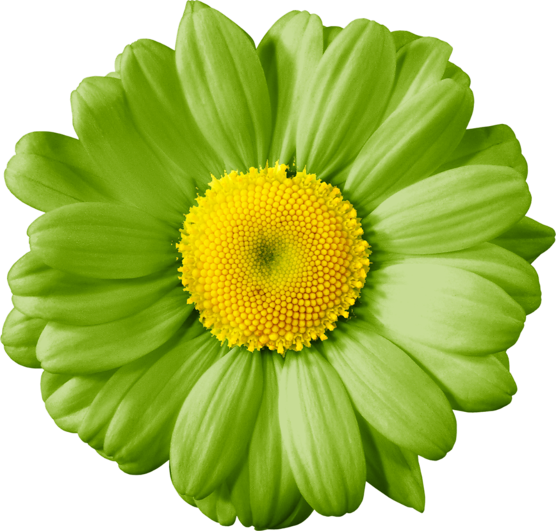 Vibrant Green Daisy Flower.png